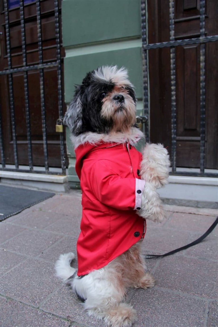 Oli And Lui Red And Dots Dog Raincoat