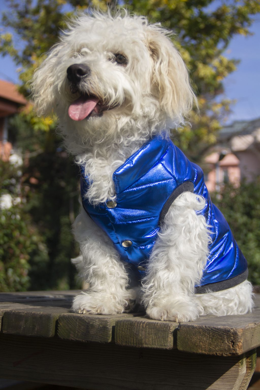 Oli and Lui Sax Blue Köpek Montu