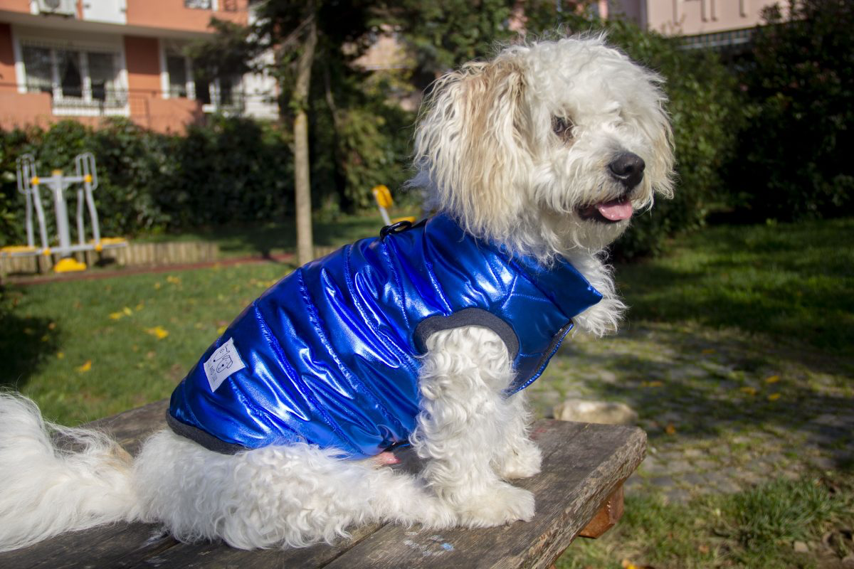 Oli and Lui Sax Blue Köpek Montu