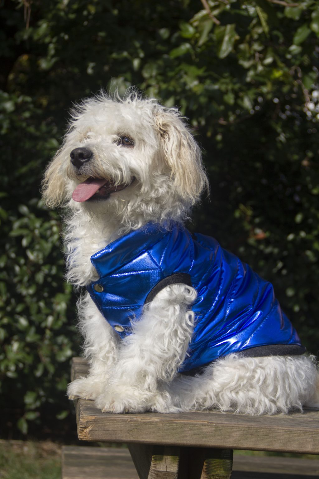 Oli and Lui Sax Blue Köpek Montu