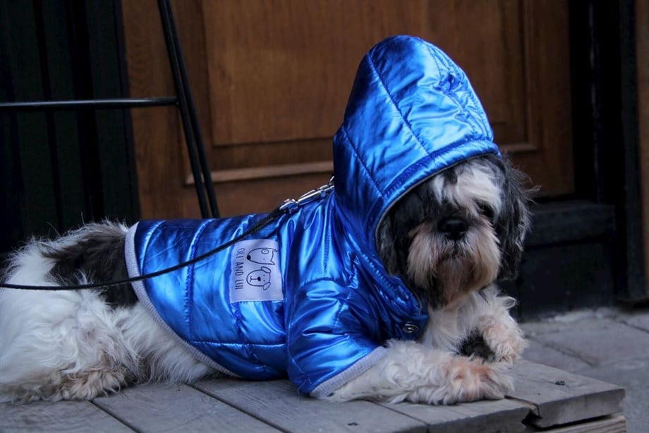 Oli and Lui Sax Blue- Saks Mavi Kollu Köpek Montu