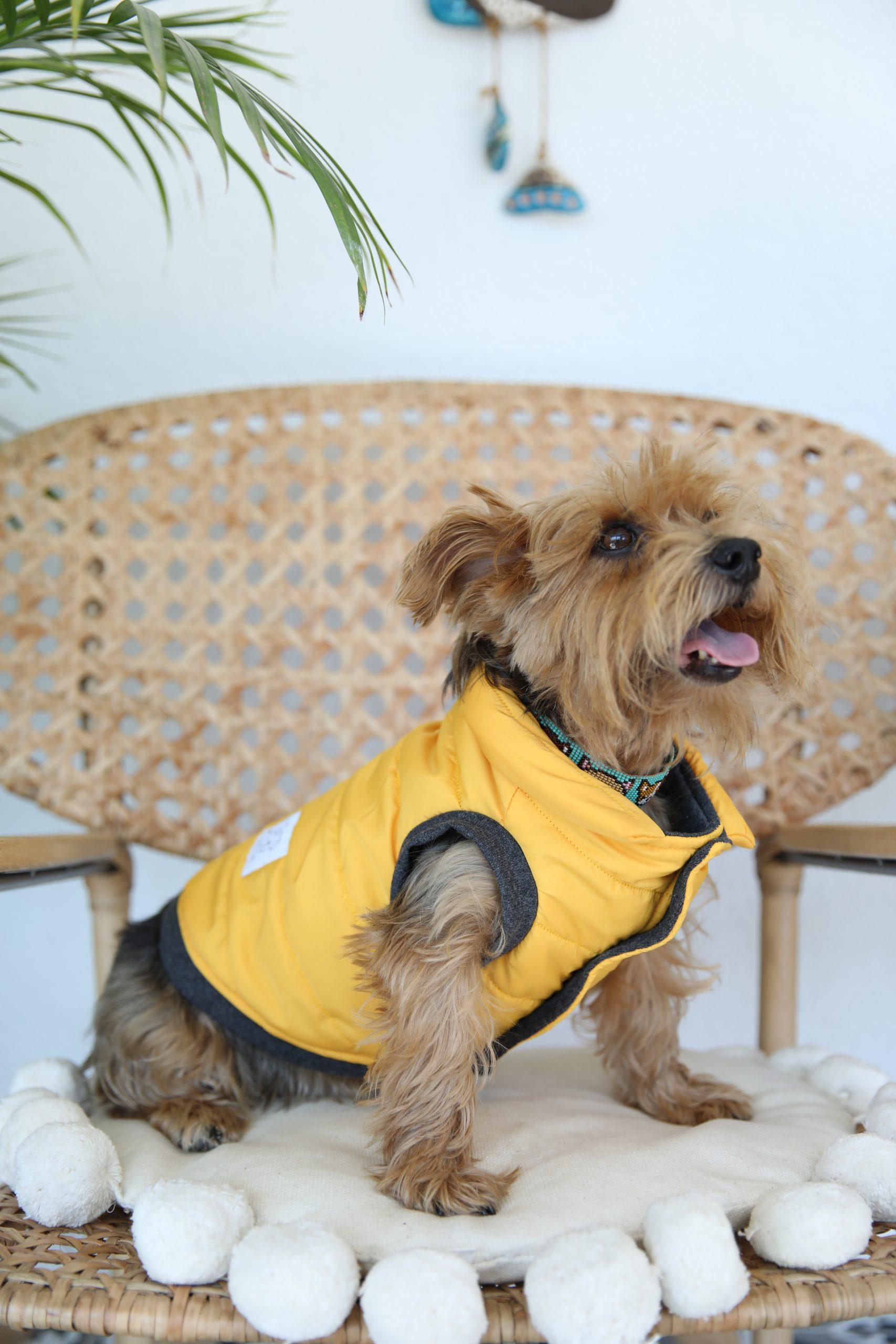 Oli and Lui Sax Yellow Dog Coat