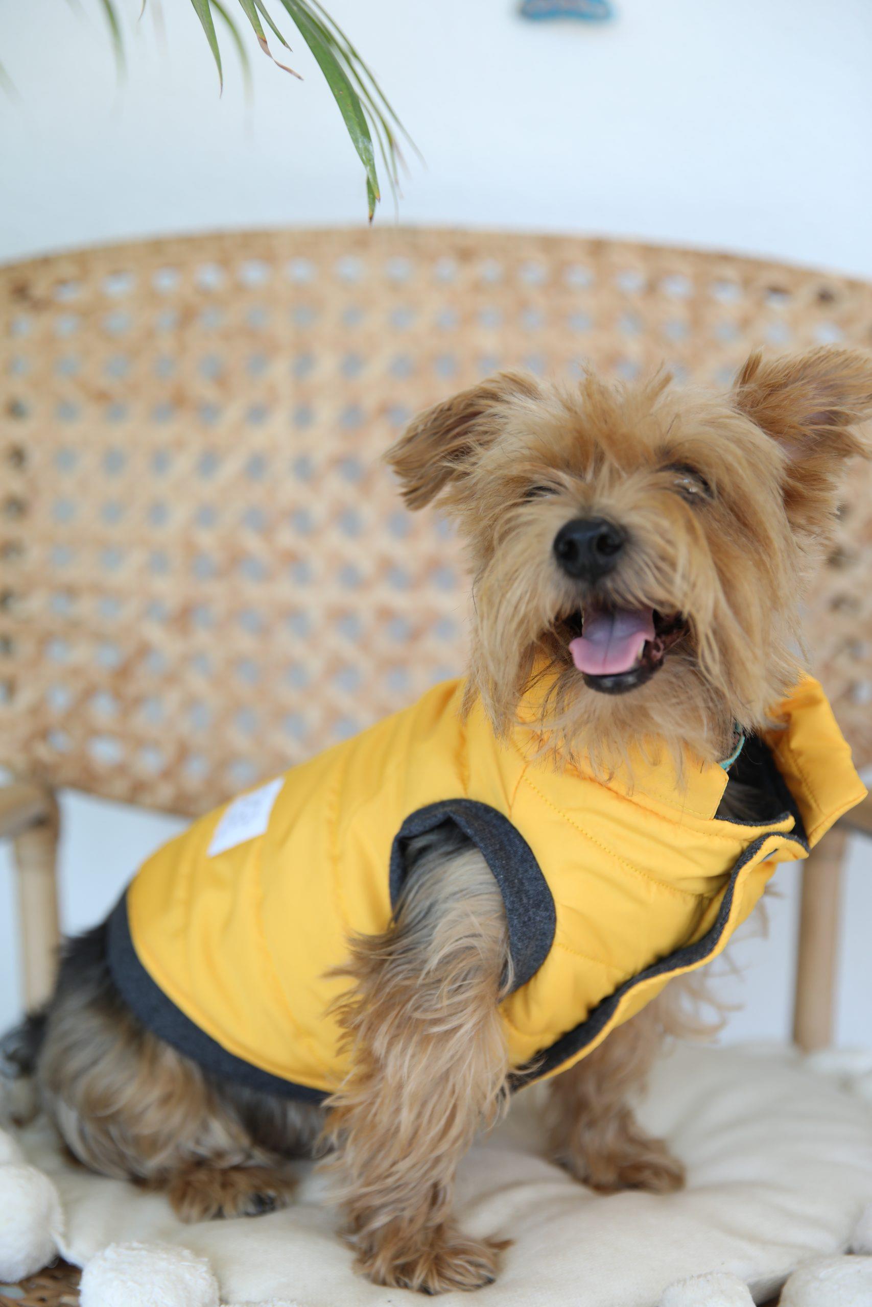 Oli and Lui Sax Yellow Dog Coat
