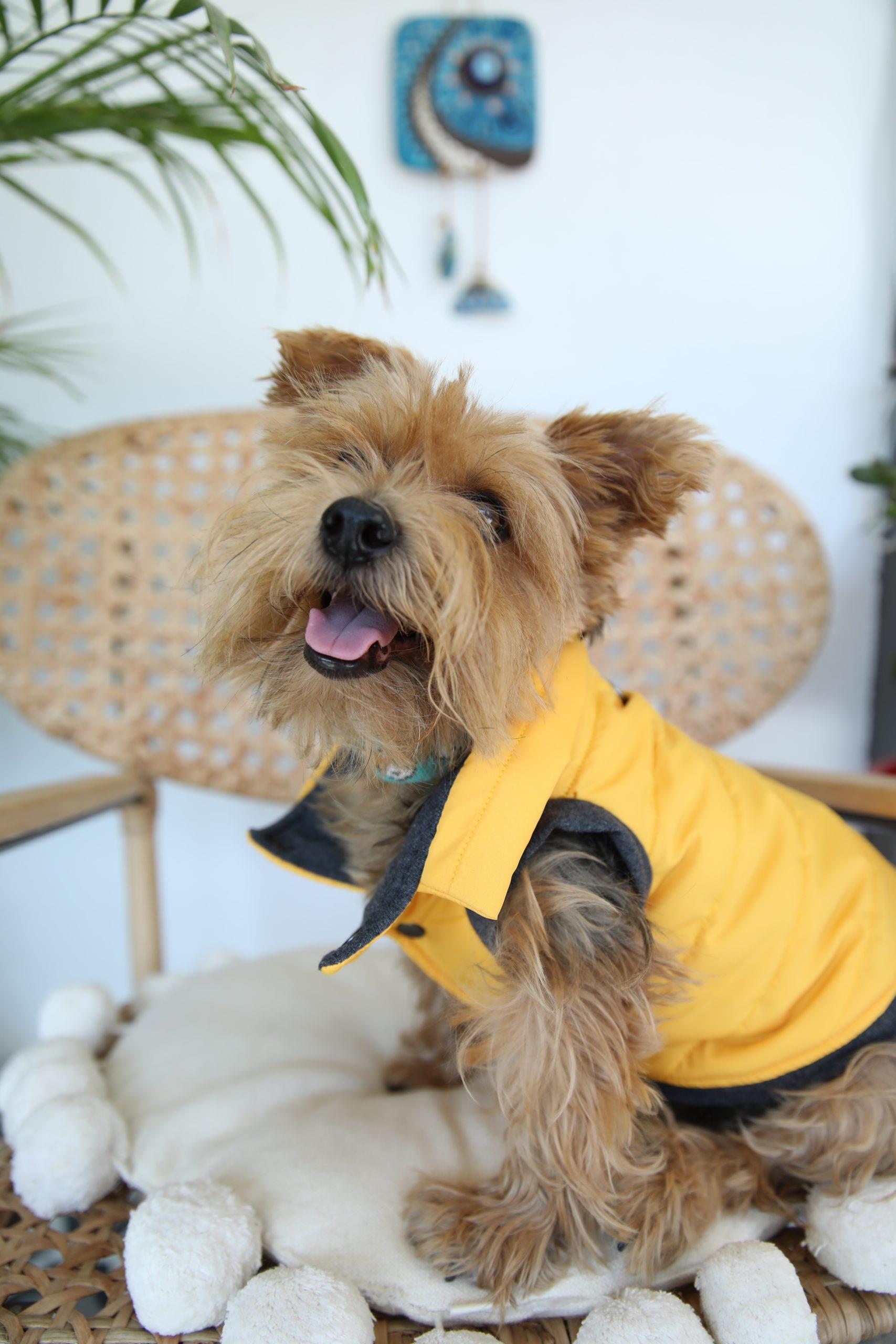 Oli and Lui Sax Yellow Dog Coat
