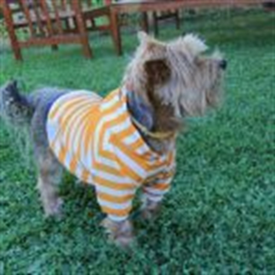 Oli and Lui Stripy Köpek Swetshirt