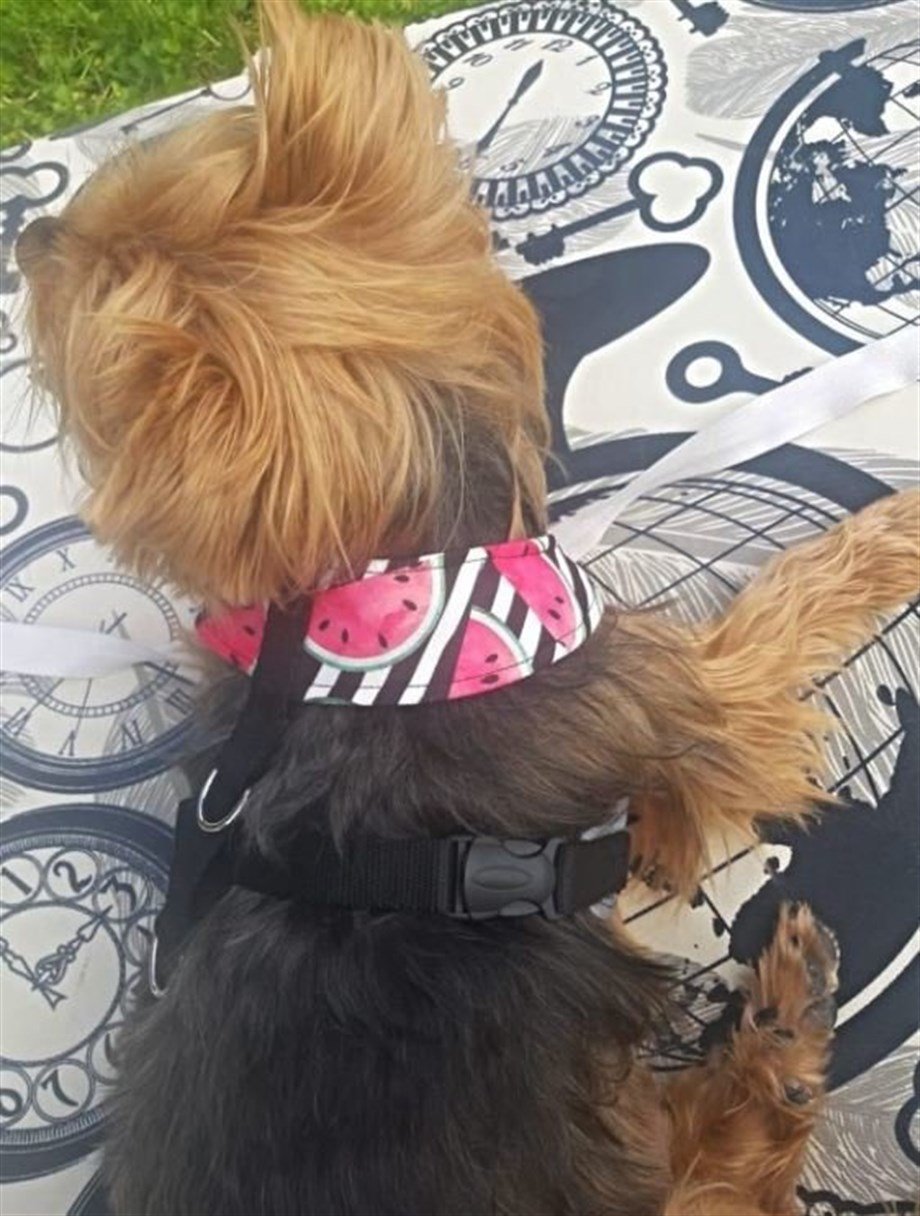 Oli and Lui Watermelon Köpek Göğüs Tasması