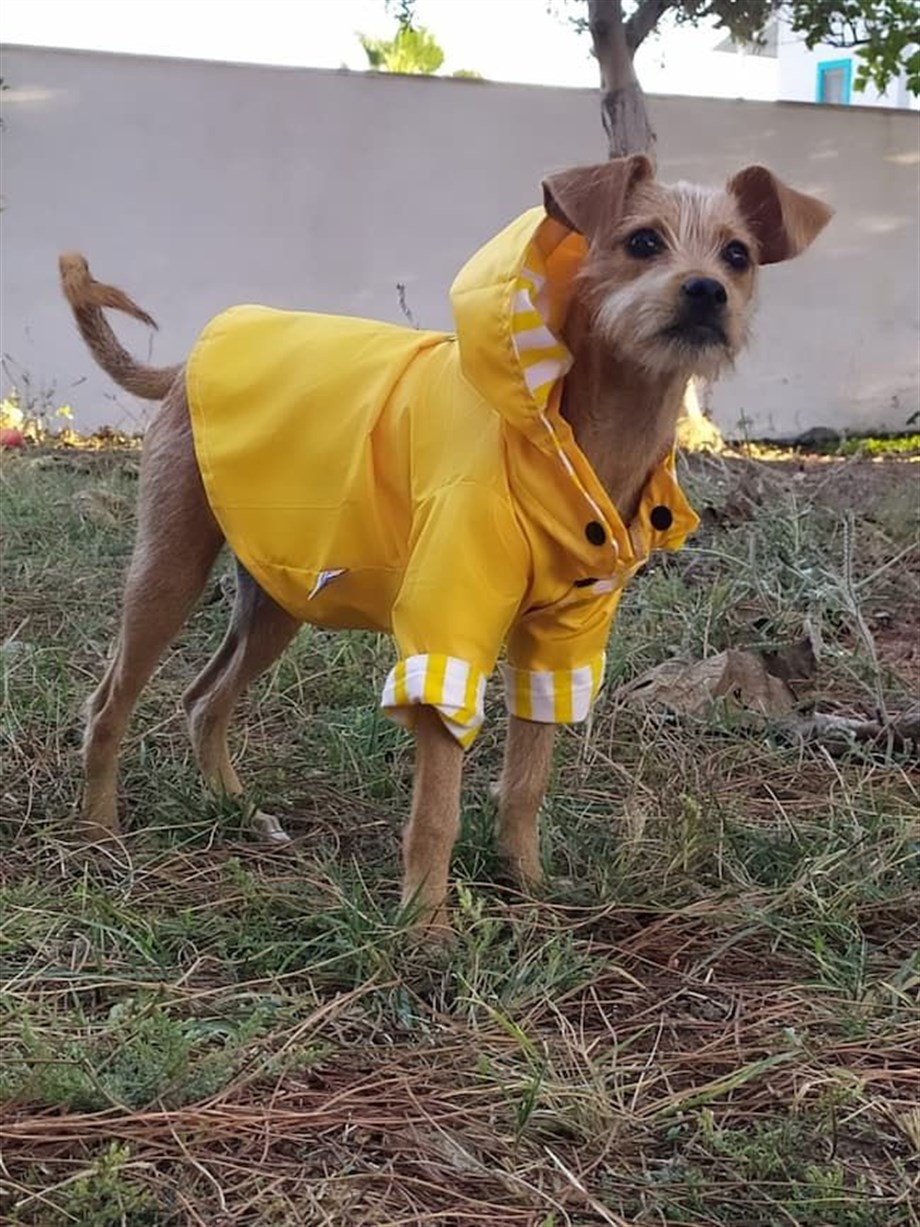 Oli And Lui Yellow Stripes Dog