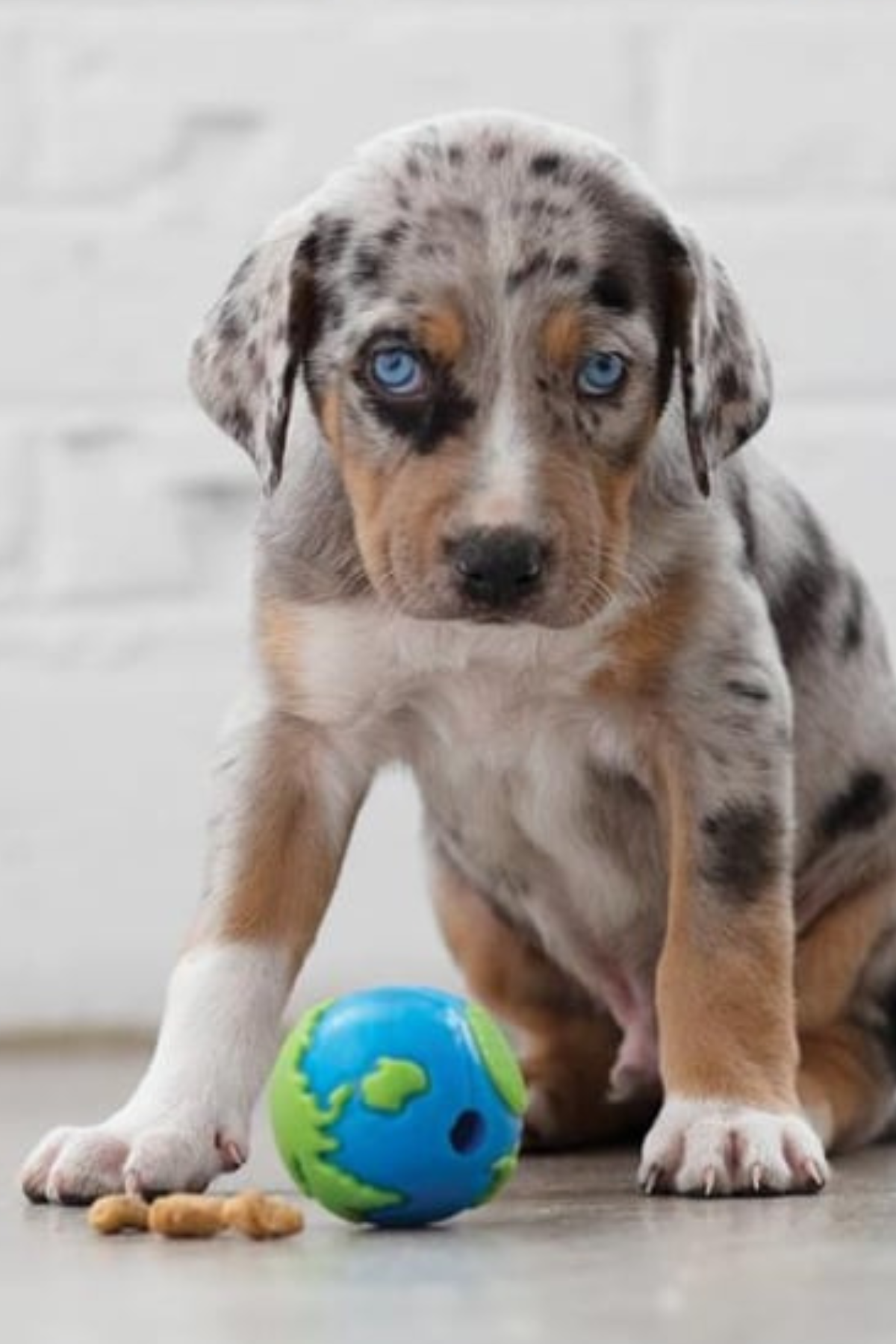 Outward Hound Orbee-Tuff Planet Ball 