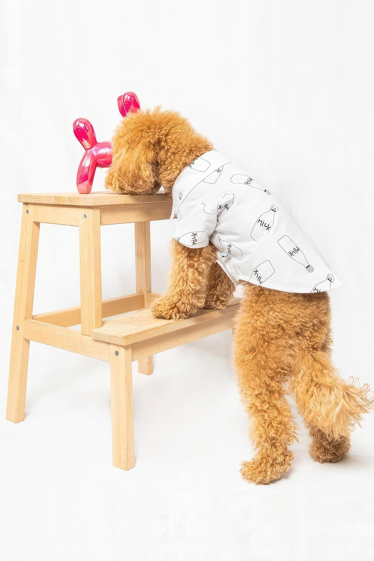 Paw Icons I Am Not A Morning Dog Dog Shirt