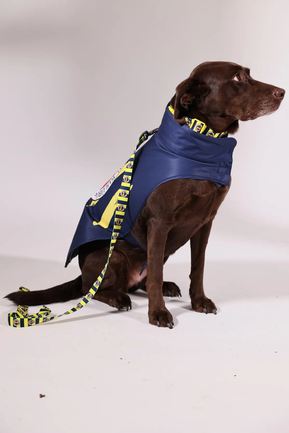 Pawlook Fenerbahçe Lisanslı Köpek Yağmurluğu