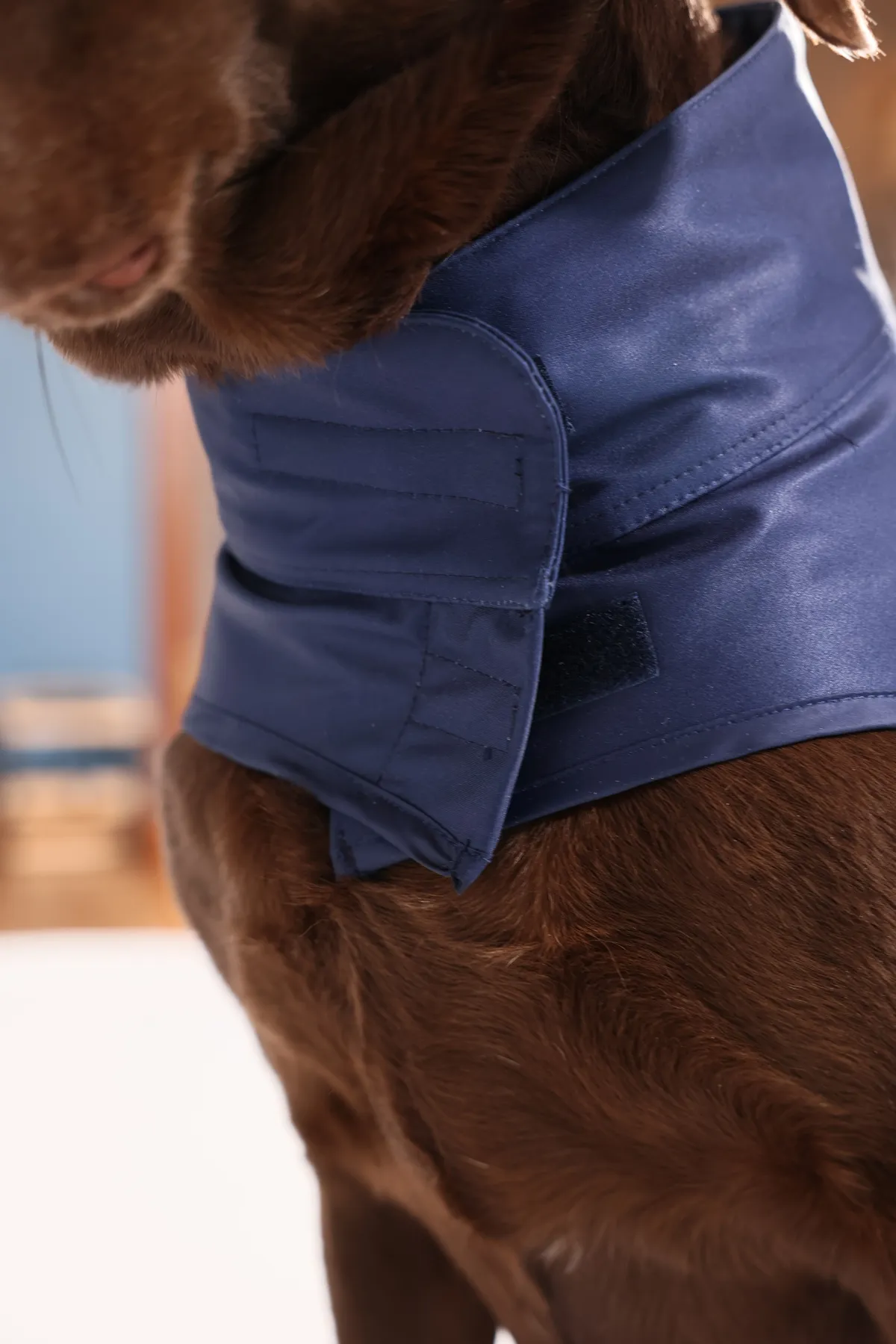 Pawlook Fenerbahçe Lisanslı Köpek Yağmurluğu