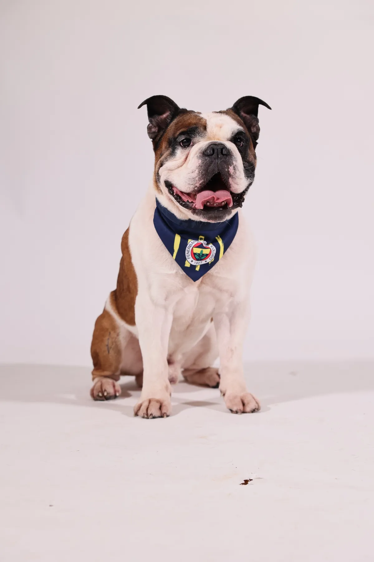 Pawlook  Fenerbahçe Lisanslı Pet Bandana Köpek Bandanası