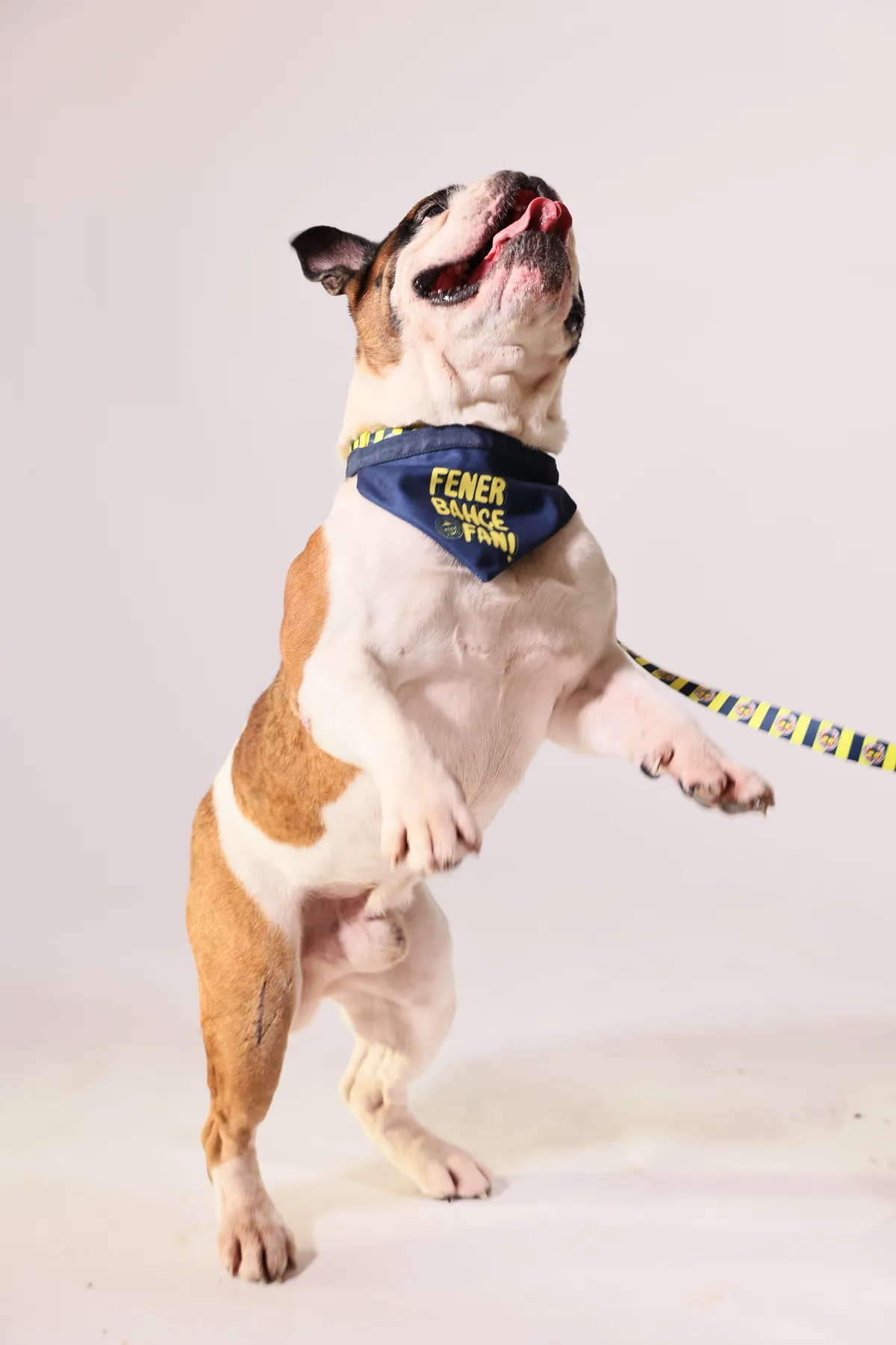 Pawlook Fenerbahçe Lisanslı Pet Bandana Köpek Bandanası Fener Fanı