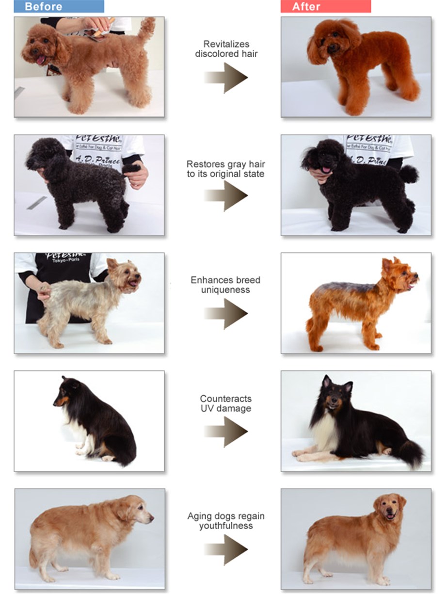 Pet Esthé Color Restoration System Brown Renk Onarımı Sistemi Kahverengi Köpekler için Şampuan 400 ml