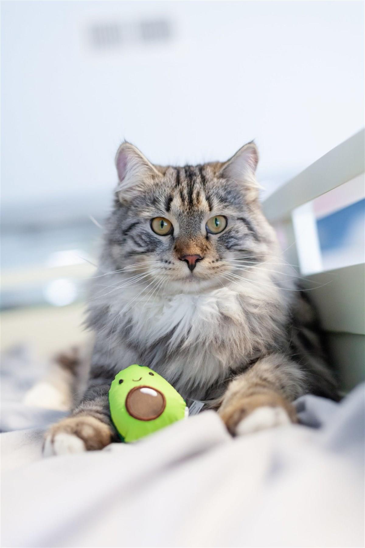 Petstages Lil Avocato Diş Sağlığı Kedi Çiğneme Oyuncağı