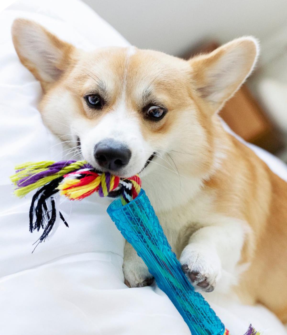 Petstages Orka Stick Alternatif Köpek Çiğneme Oyuncağı