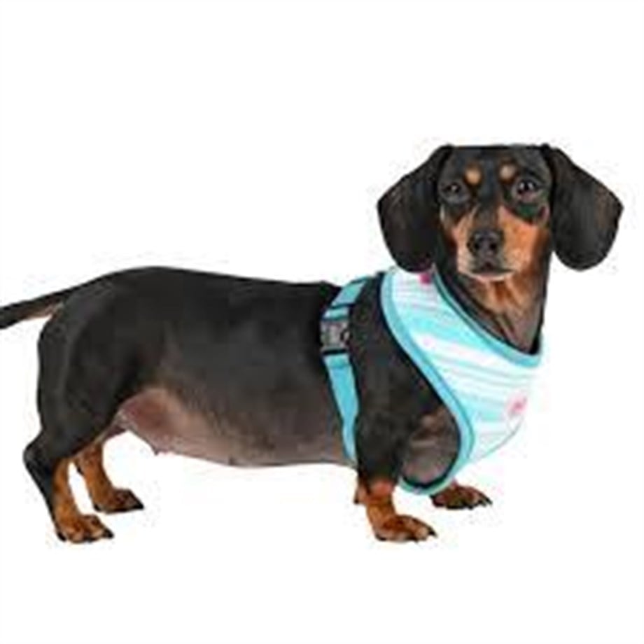 Pinkaholic Cara Pinka A Köpek Tasma Mavi