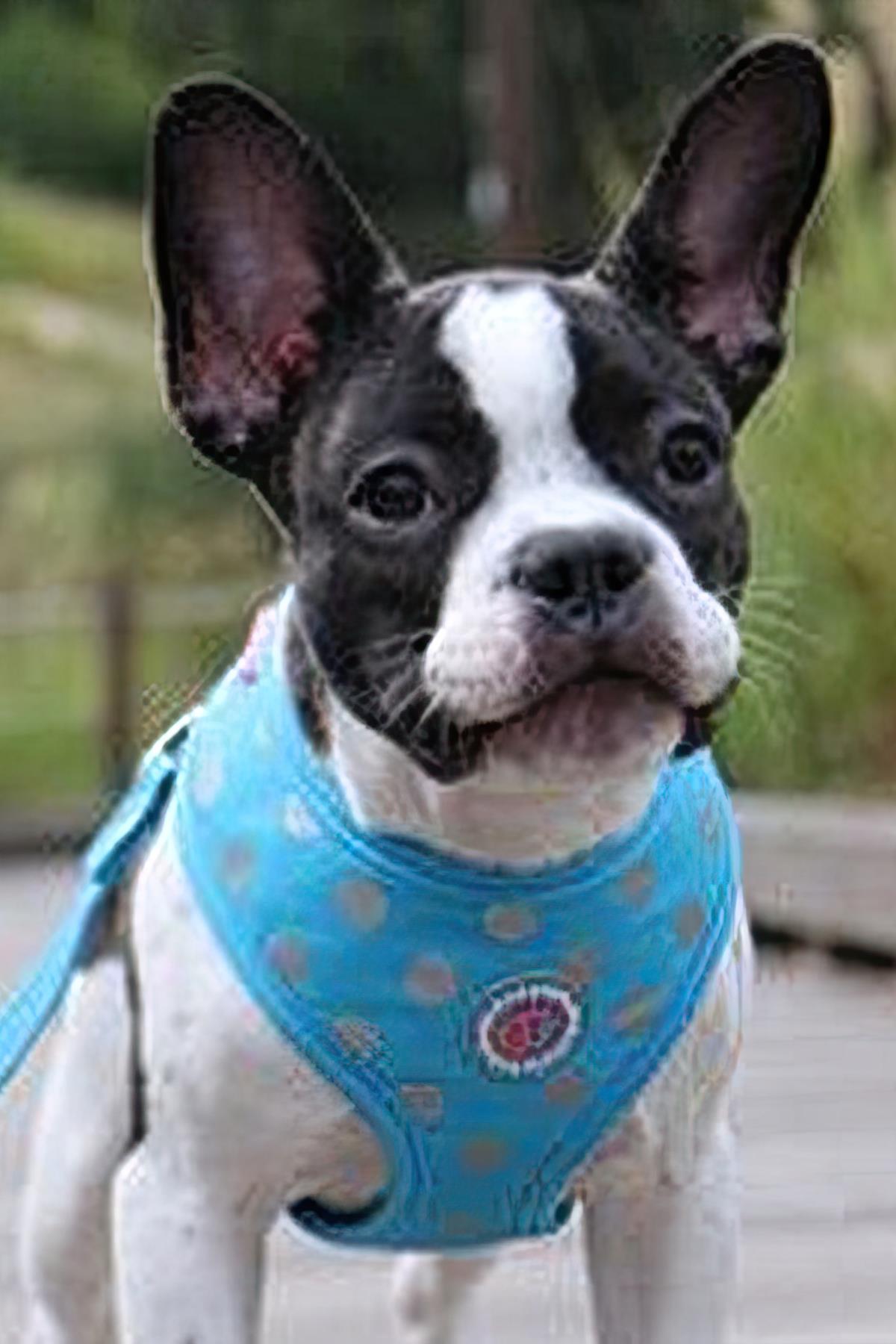 Pinkaholic Chic Pinka A Dog Tasma Blue
