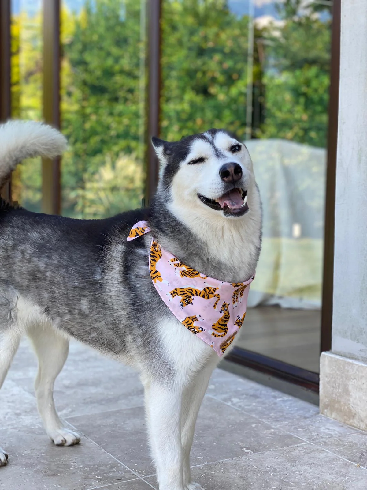 Pits&Paws Tiger Köpek Bandanası