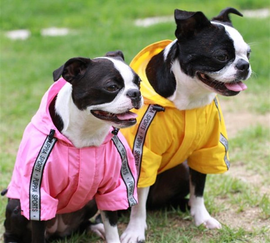 Puppia Base Jumper Köpek Yağmurluk Sarı