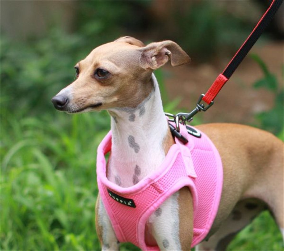 Puppia Soft Vest Dog Vest Pink Pink