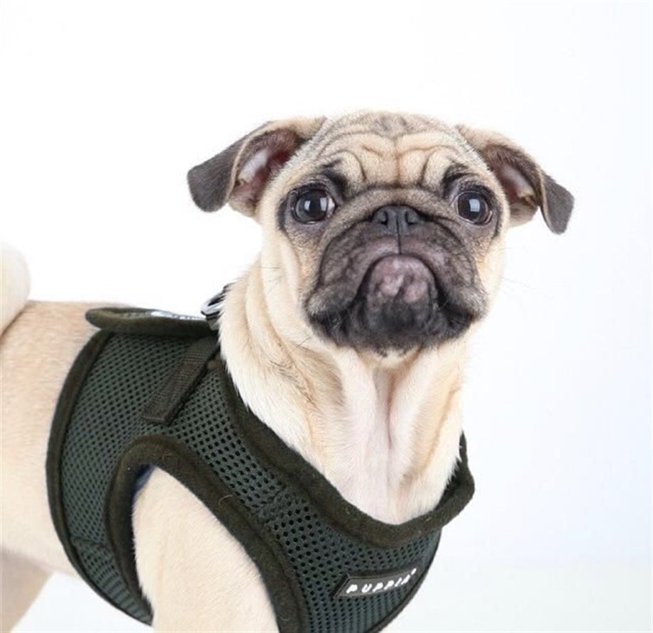 Puppia Soft Vest Köpek Yelek Tasma Siyah
