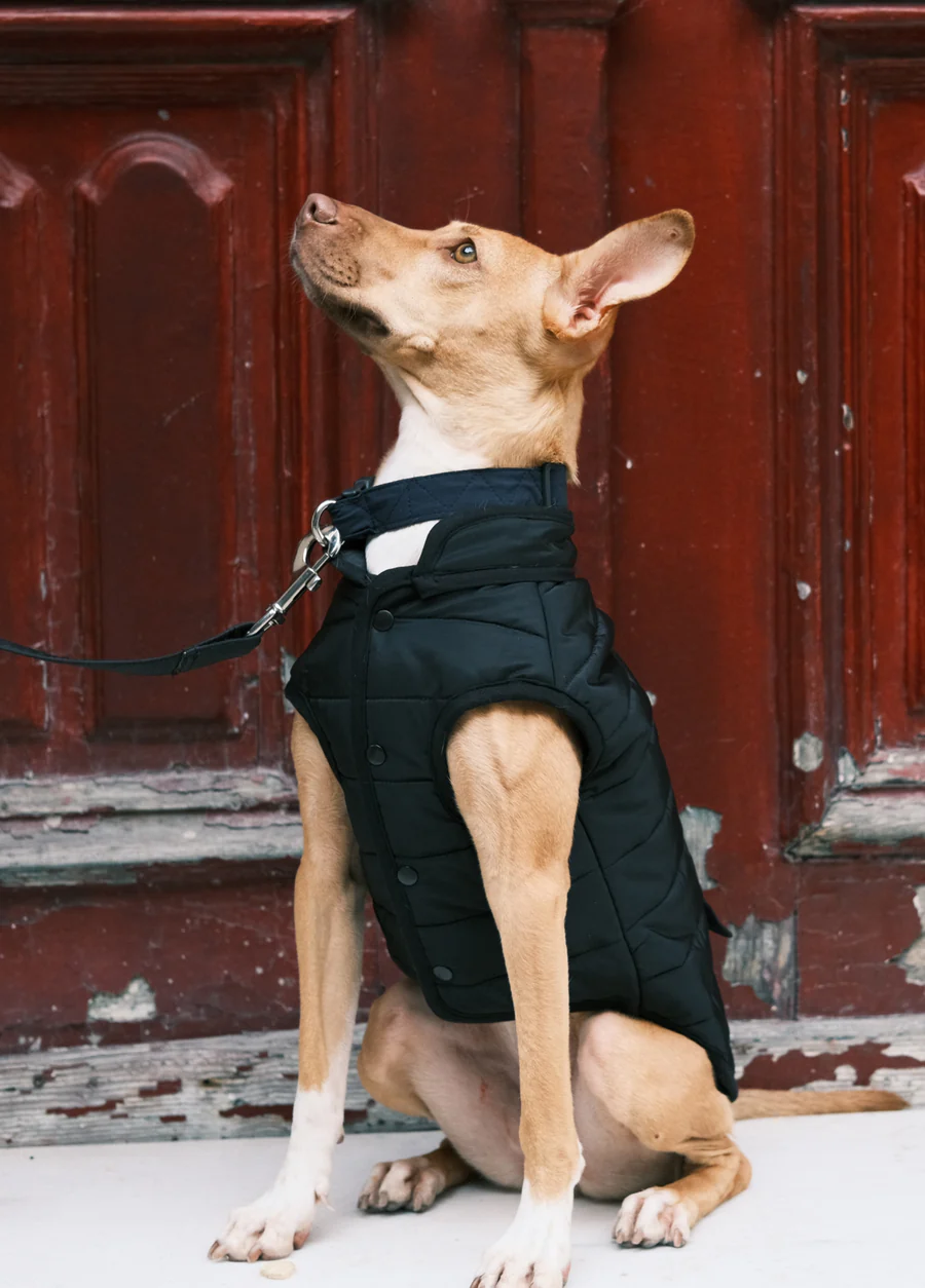 St. Pia Hive Köpek Mont