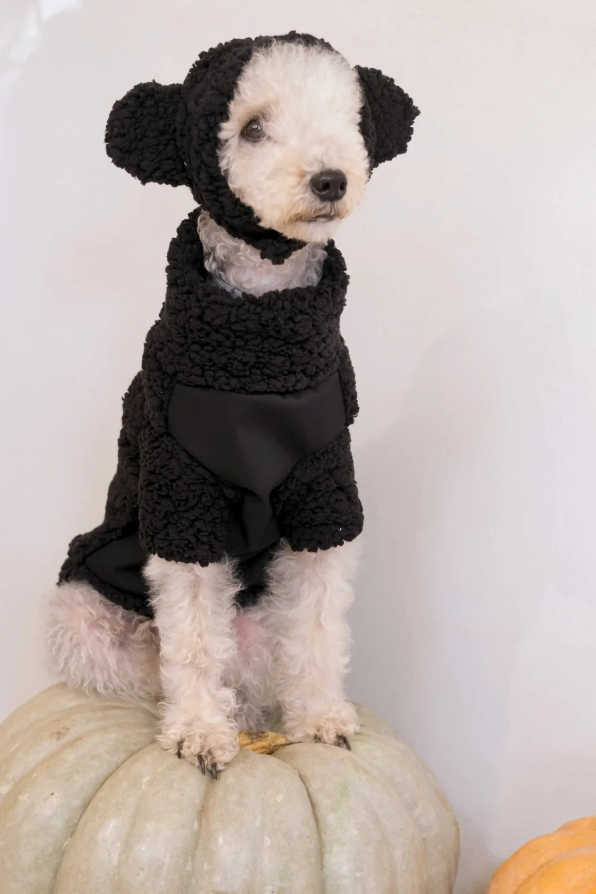 St. Pia Hiker Köpek Kazağı 