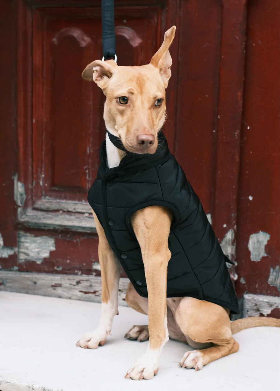 St. Pia Hive Köpek Mont