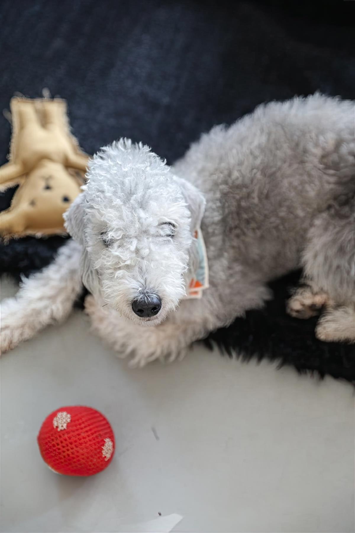 St. Pia Handmade Polka Dot Polka Dot Dog Ball Toy