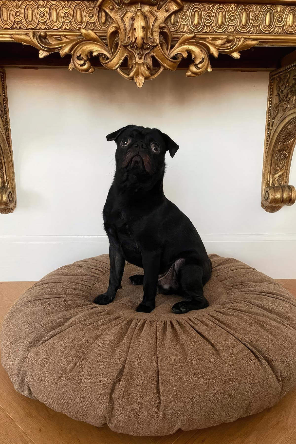 St. Pia köpek Toque Dog Bed