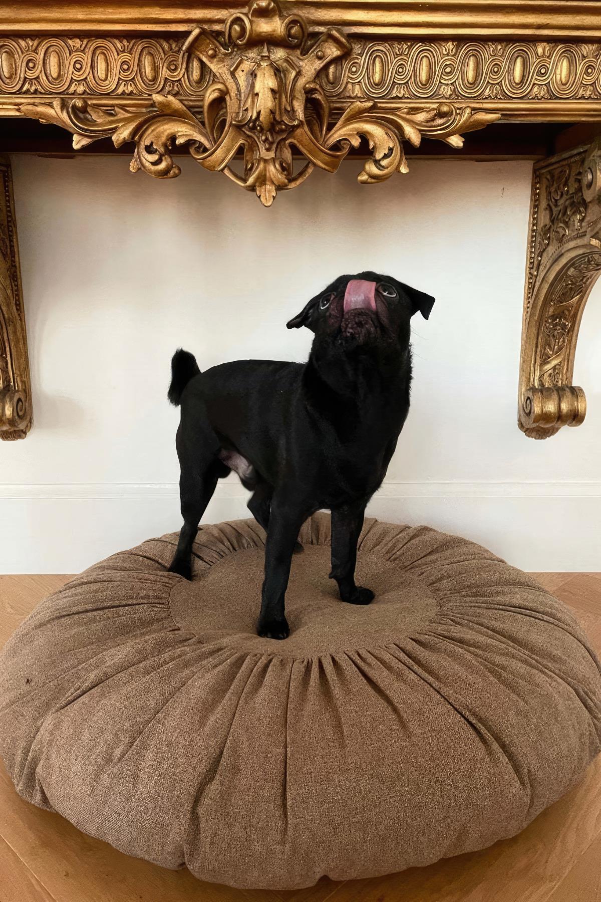 St. Pia köpek Toque Dog Bed