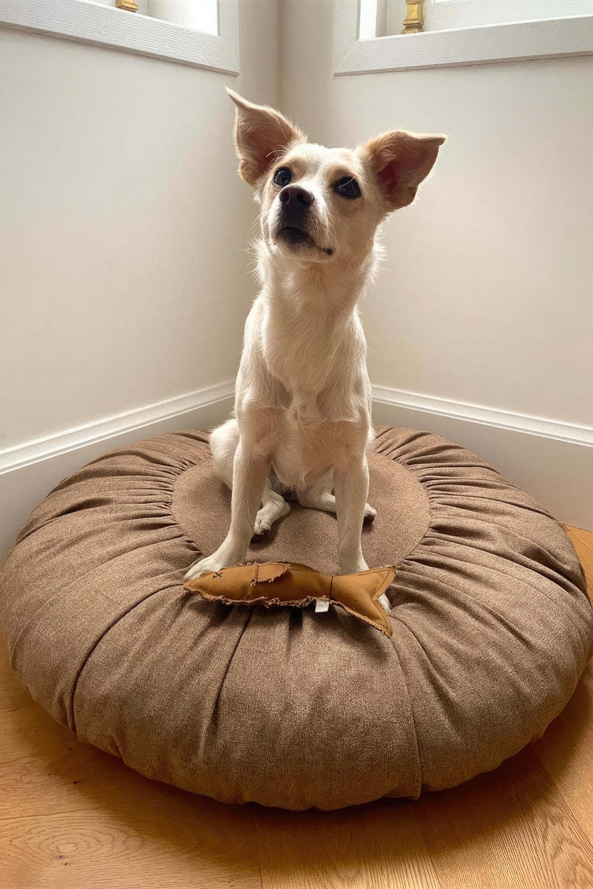 St. Pia köpek Toque Dog Bed