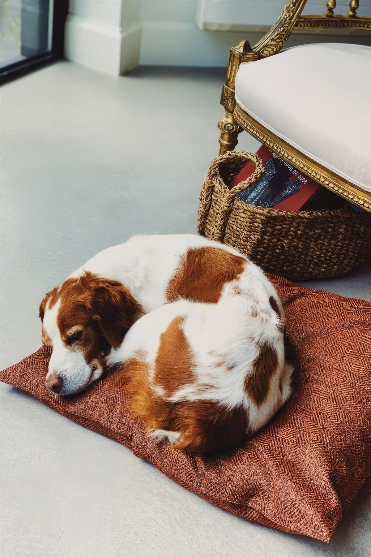 St. Pia Makeba Pillow Dog Pillow