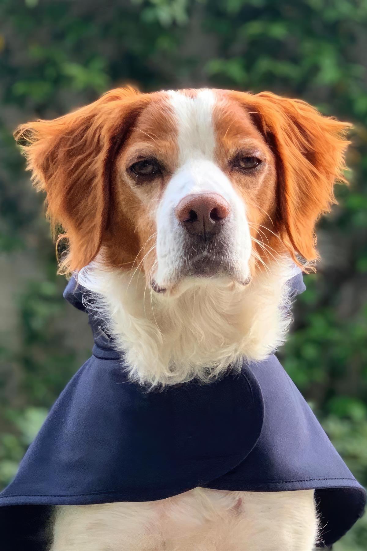 St. Pia Pluvio Raincoat Navy Köpek Yağmurluk