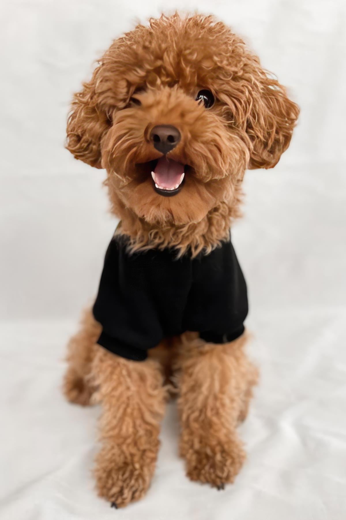 Tailless Ball Player Köpek Sweatshirt