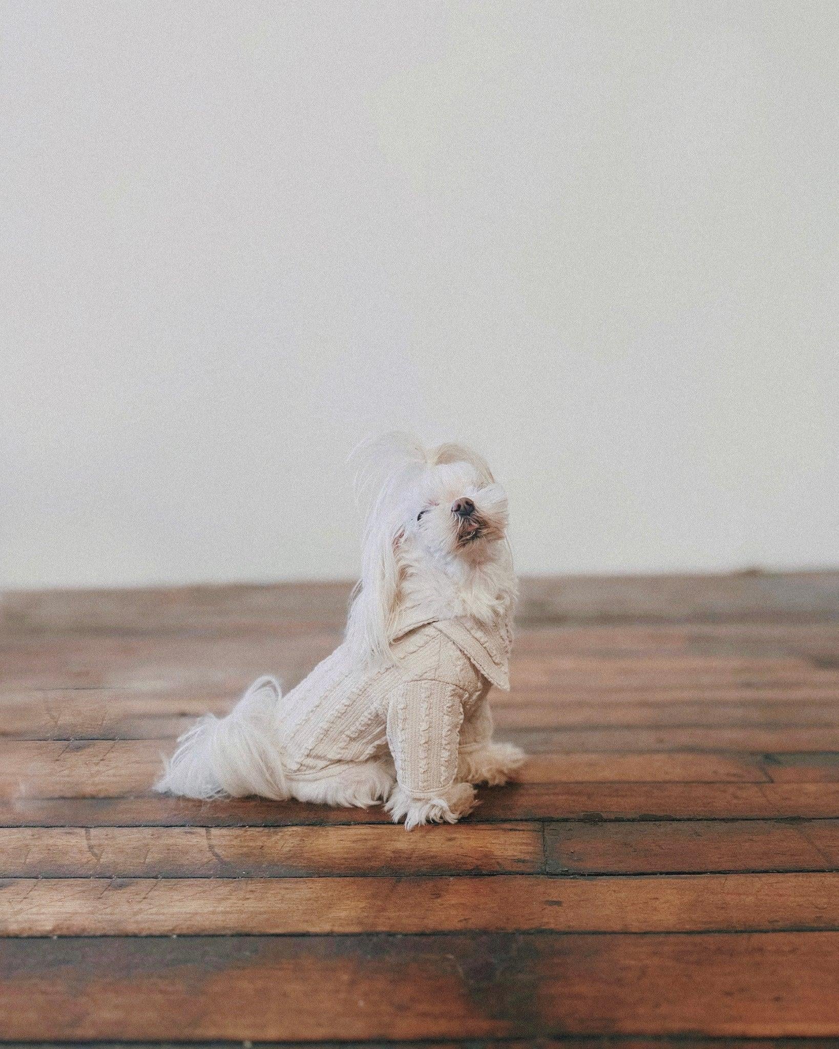The Little Company Mireille Dog Sweater Ivory