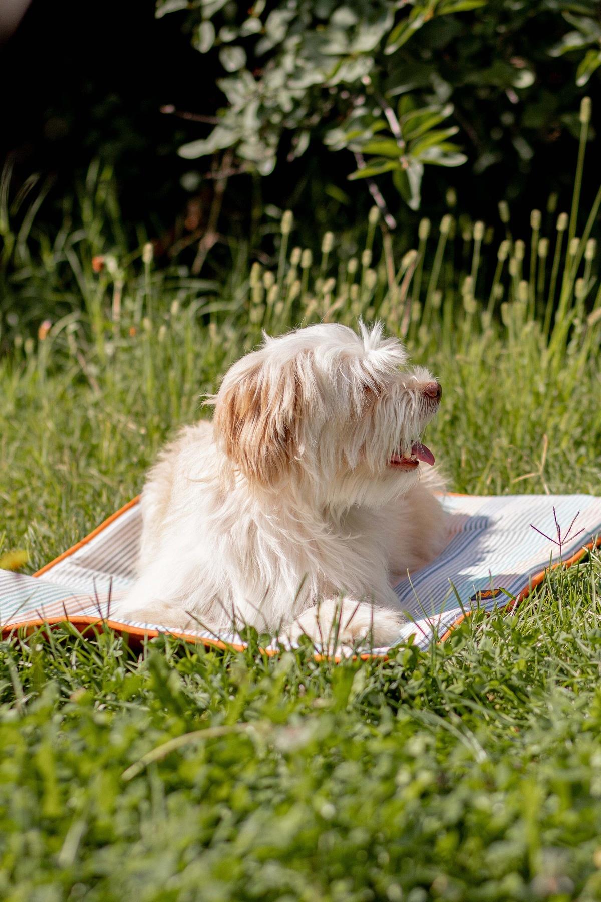 Travel Bed - Sunset Glow