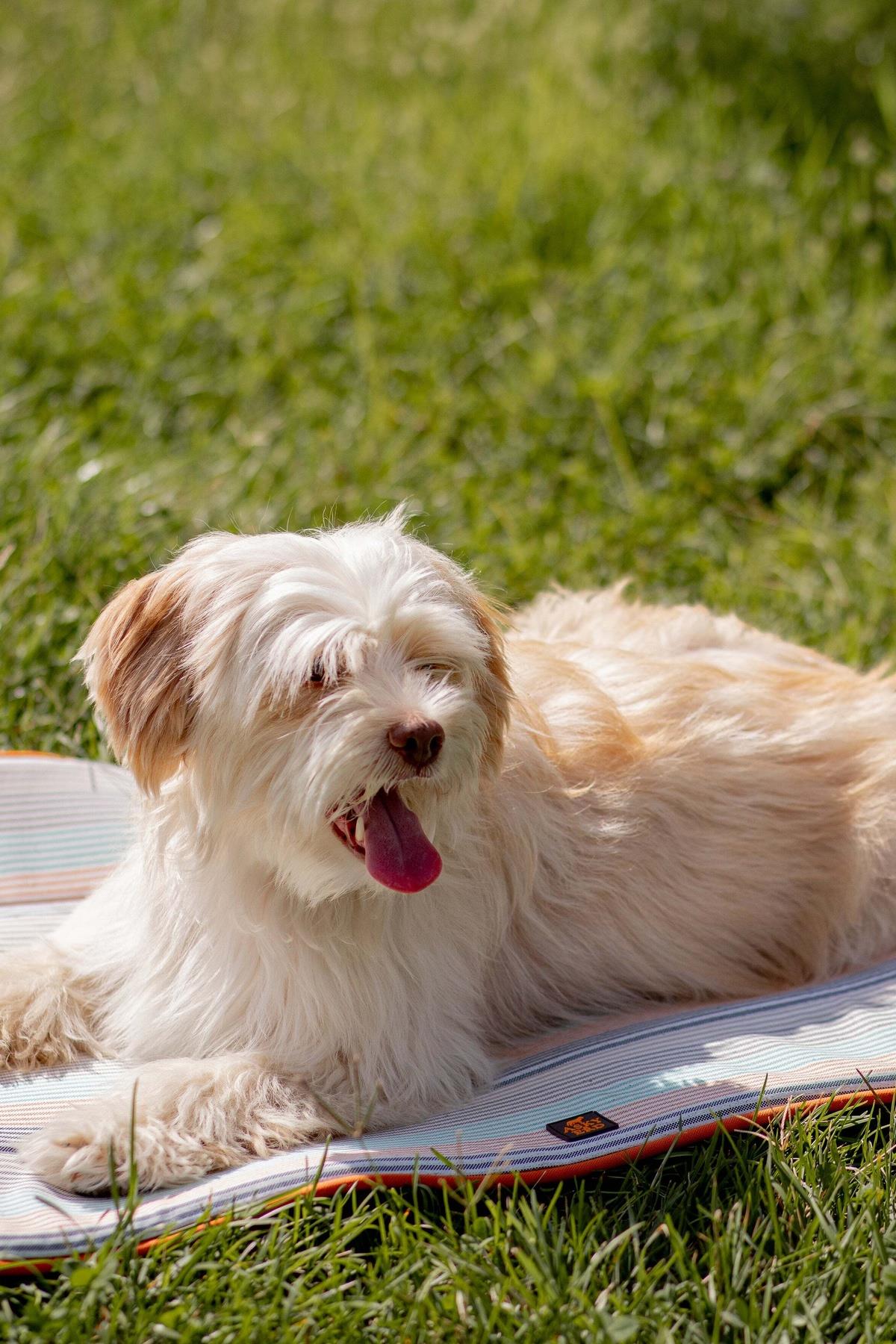 Travel Bed - Sunset Glow