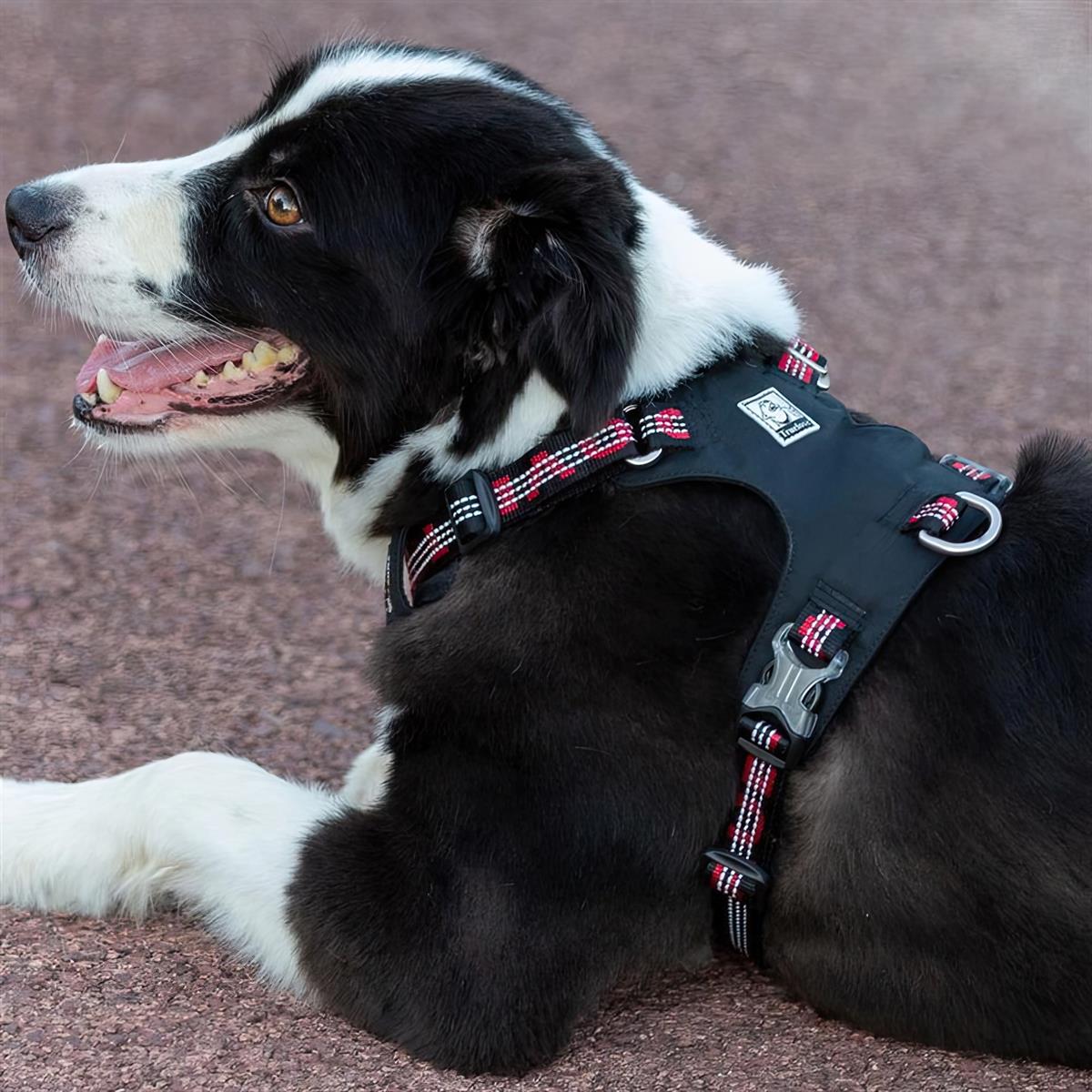 True Love Cordura Kumaşlı Suya Dayanıklı Köpek Göğüs Tasması Siyah