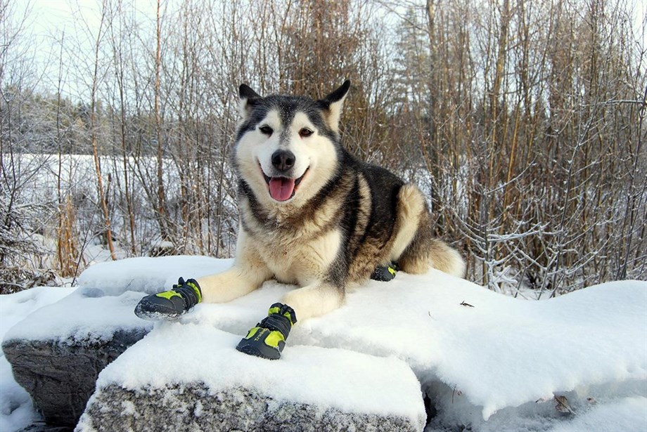 Truelove Köpek Ayakkabısı Neon Sarı