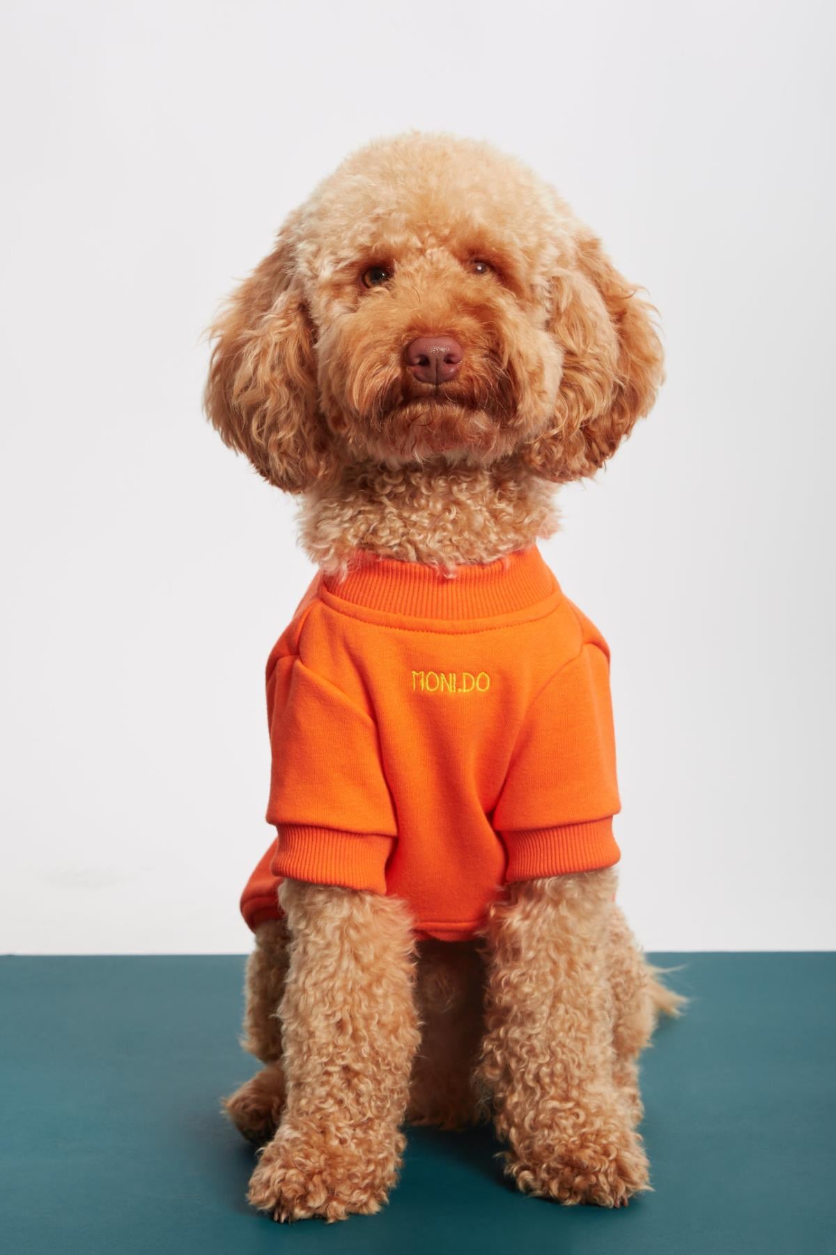 Monido Orange Dog Sweatshirt - Whatver Slogan