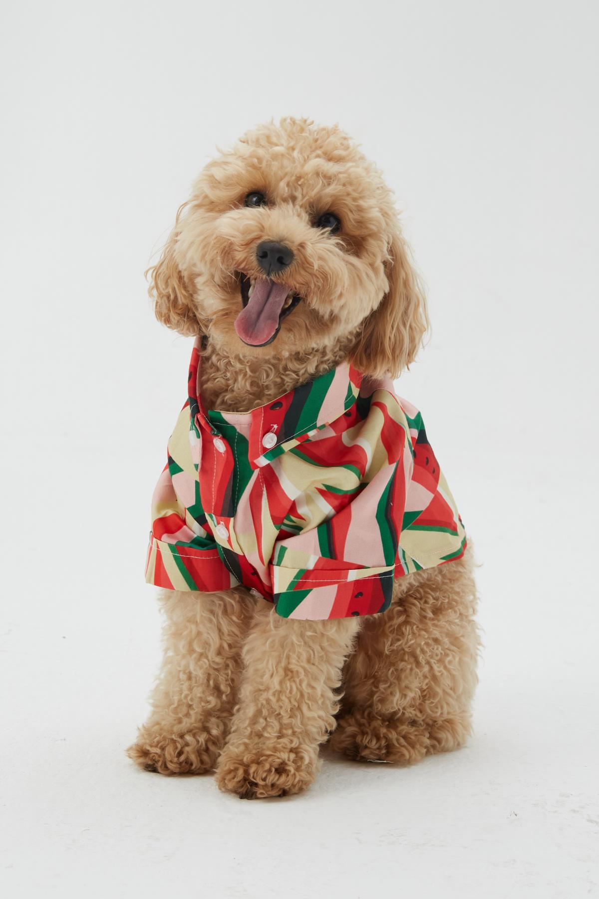 Hypet Fashion Watermelon Köpek Gömleği