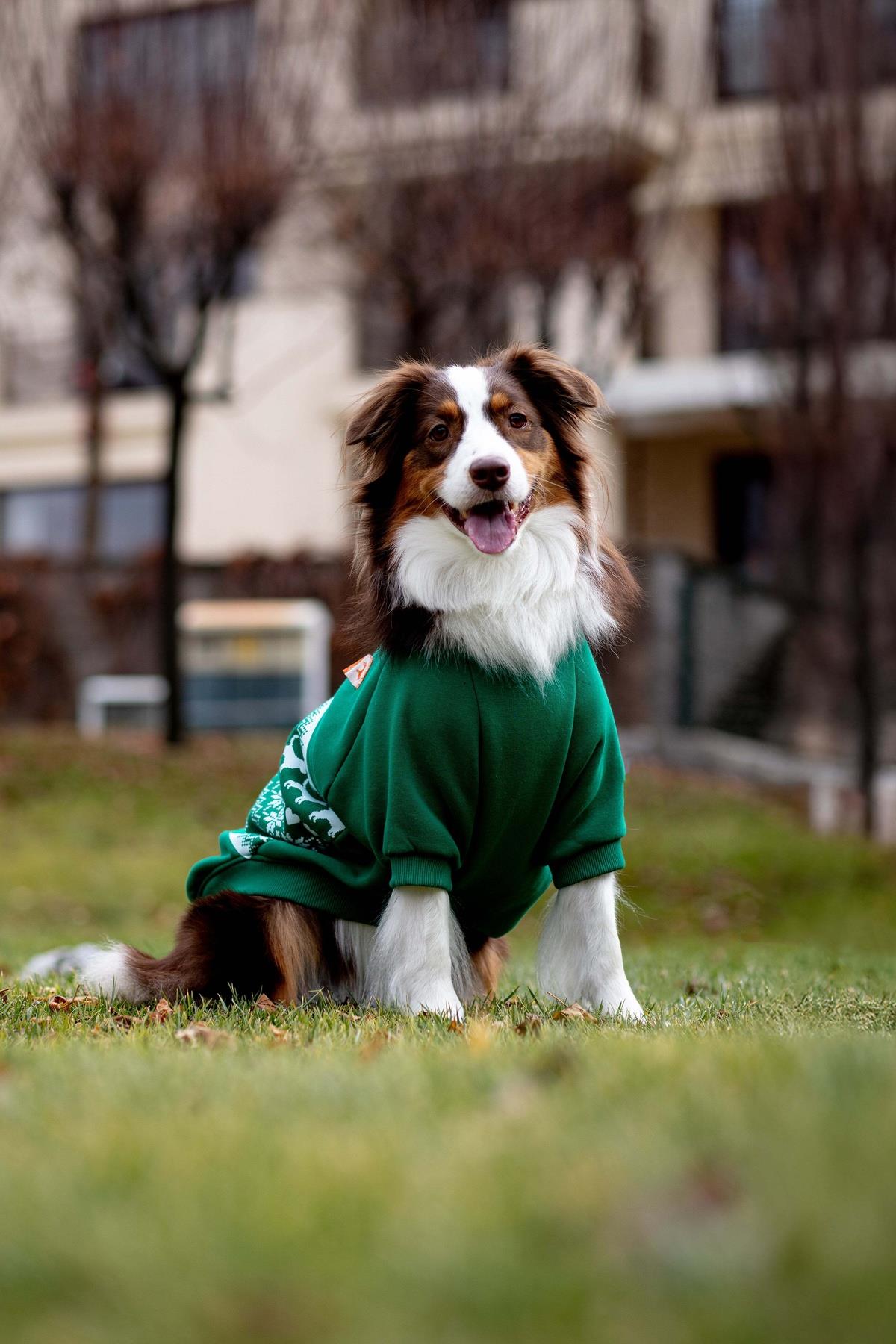 Woofmas | Festive Forest