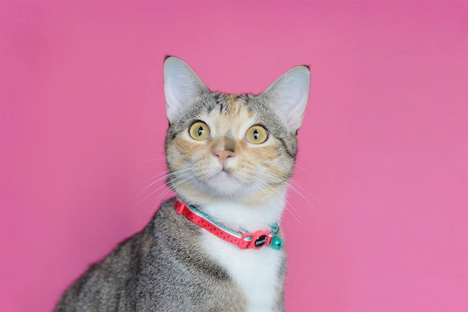 Zee.Cat Lola Cat Neck Chlae
