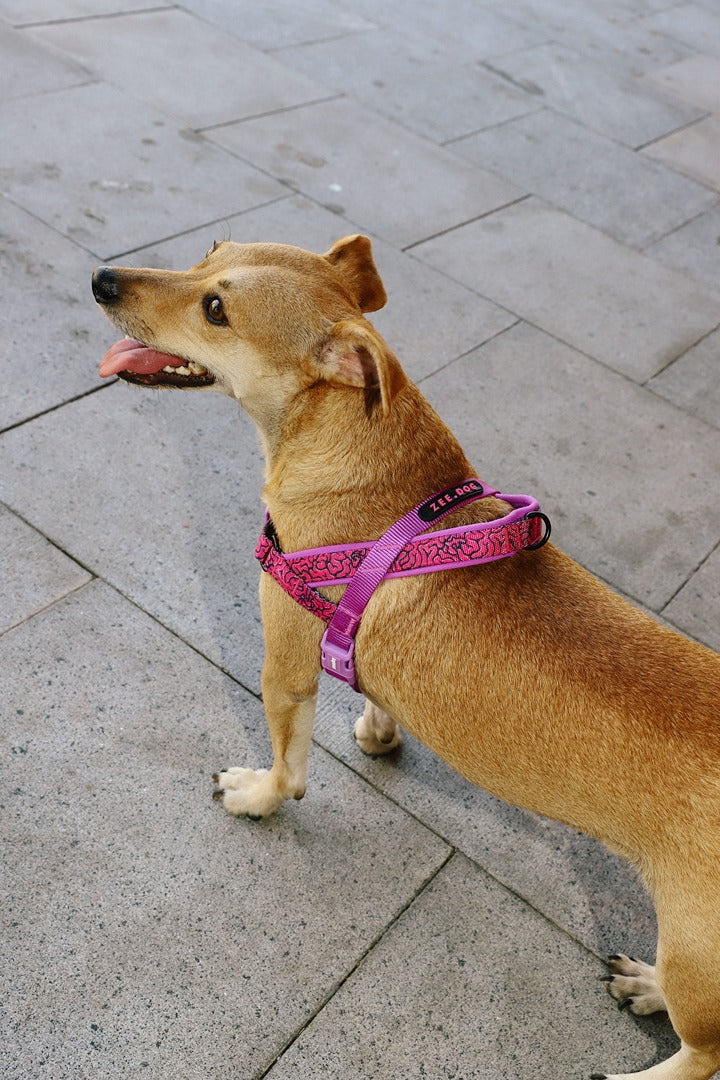 Zee.Dog Lords Of Zee.Town Brain Softer Walk Köpek Göğüs Tasması