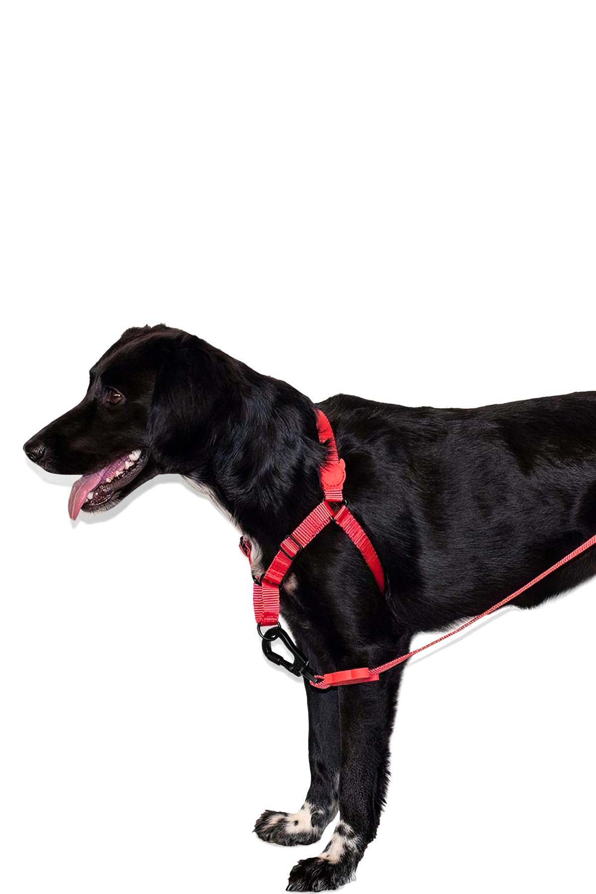 Zee.Dog Neon Coral Soft Walk Dog Breast Collade