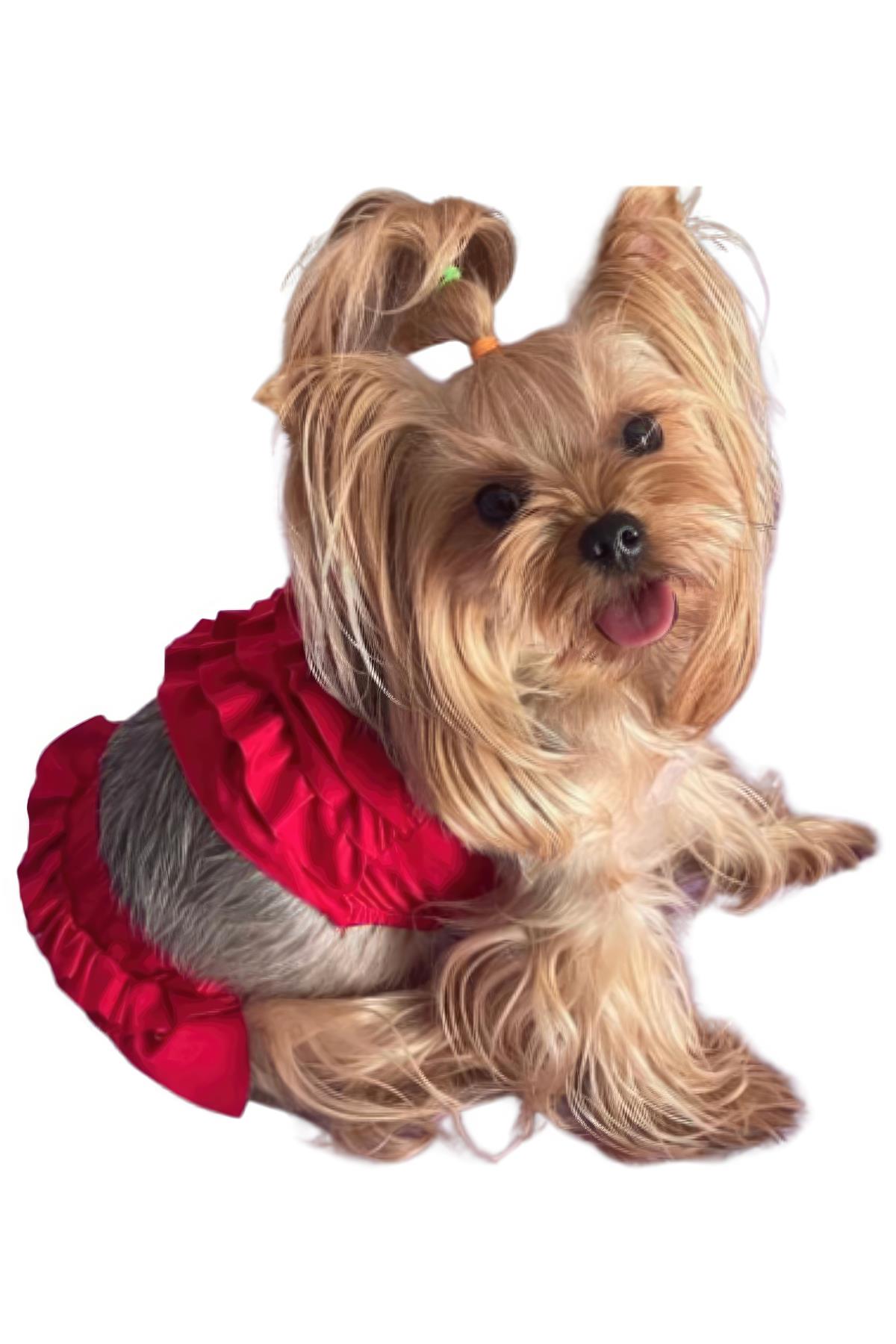 ZiggyDog Kırmızı Köpek Bikinisi