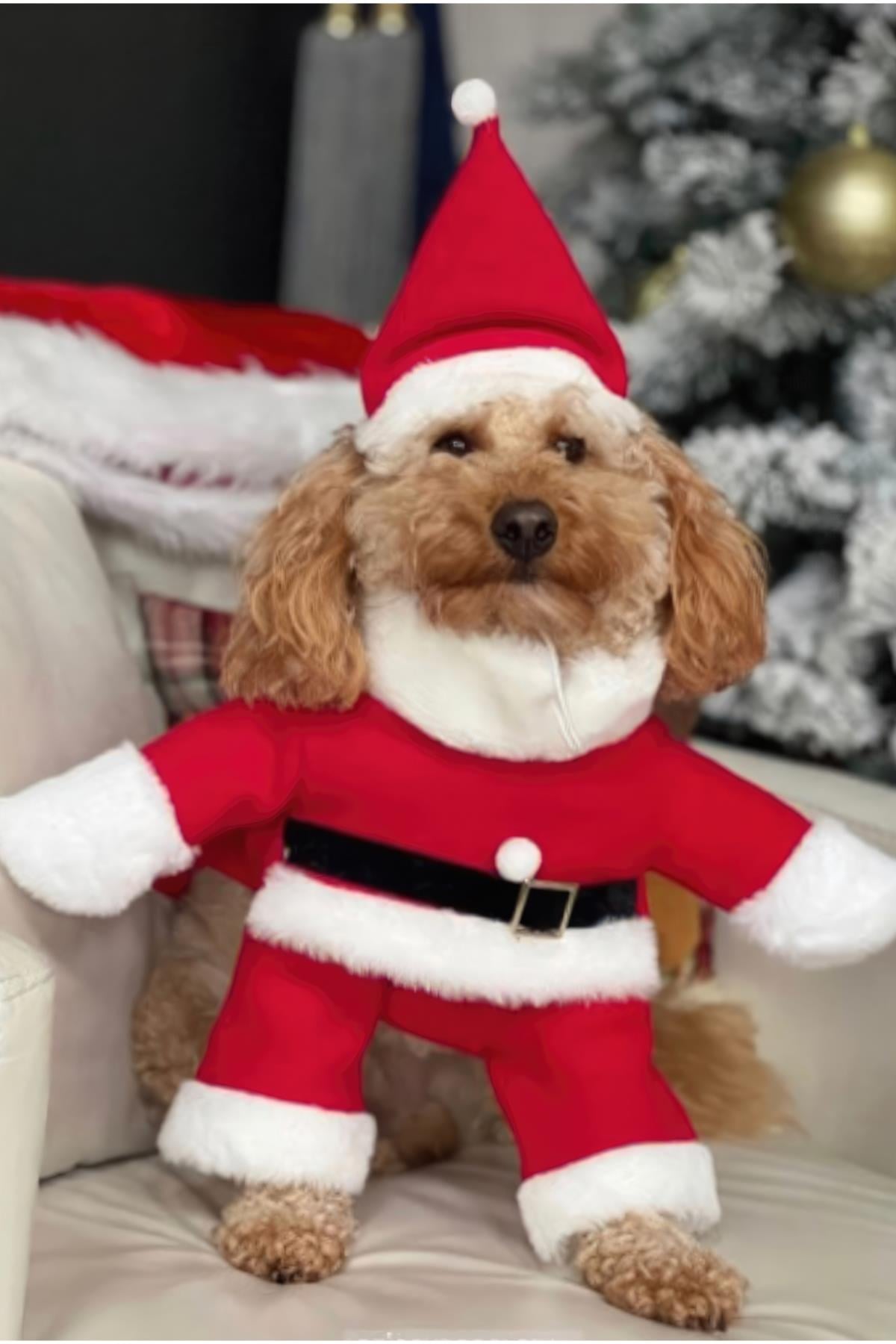ZiggyDog Santa Kostümü