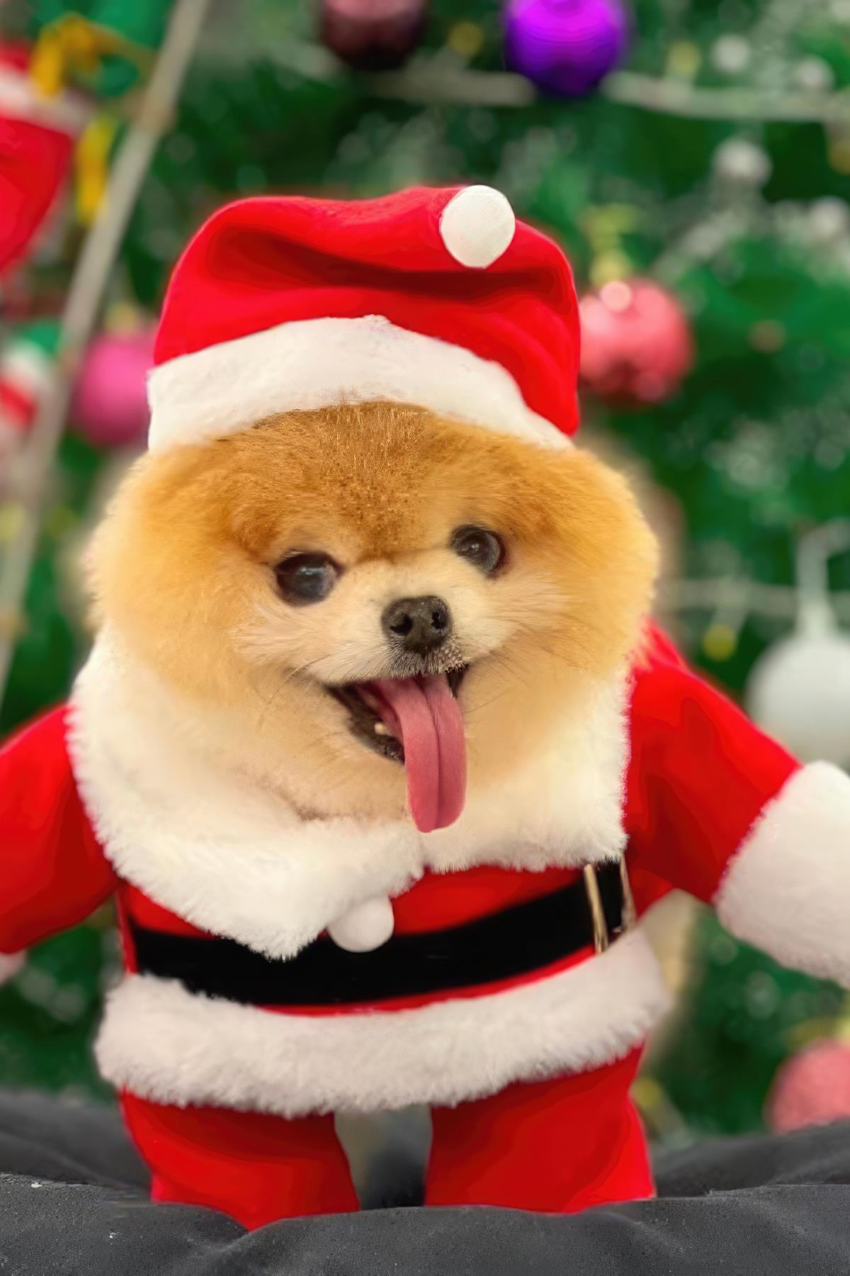 ZiggyDog Santa Kostümü